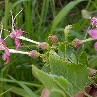 Clerodendrum phlomidis L.f.